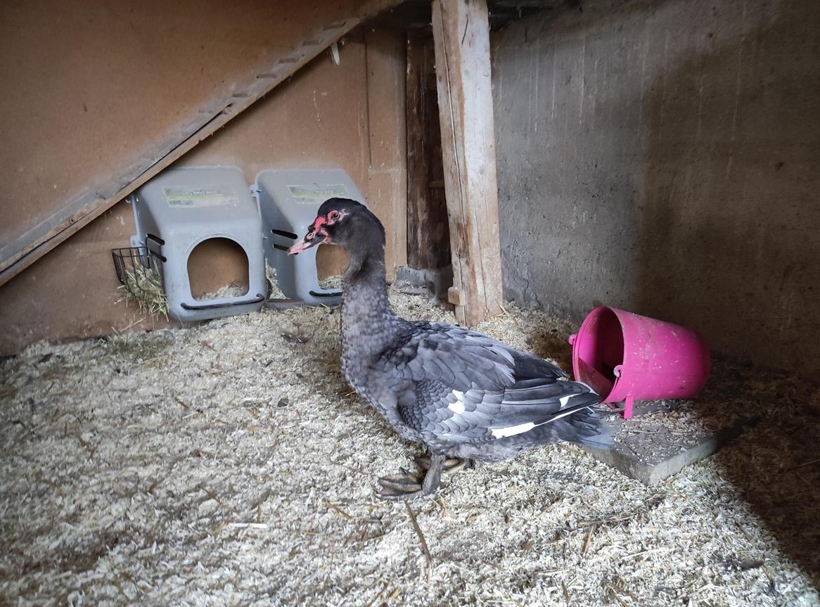 Stummenten Erpel abzugeben