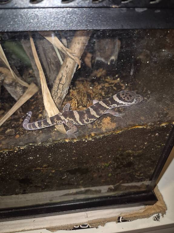 1.1 Mittelamerikanischer Krallengecko, Coleonyx mitratus