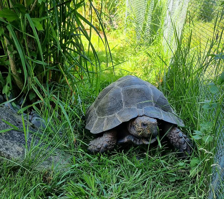 schildkröten /riesenschildkröten zu verkaufen