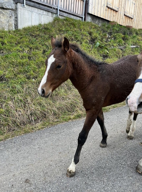 Freiberger Hengstfohlen zu verkaufen