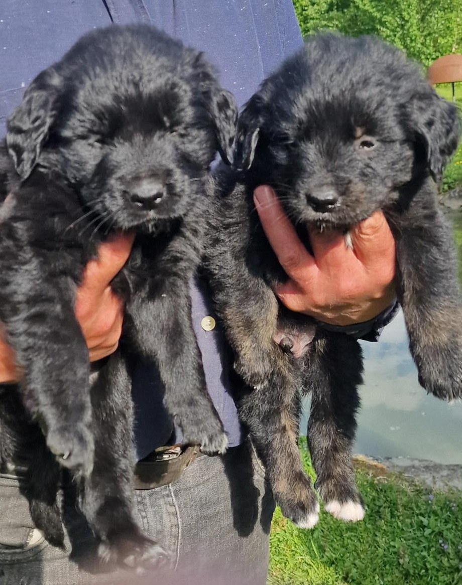 Golden Retriever Mischlings Welpen zu verkaufen