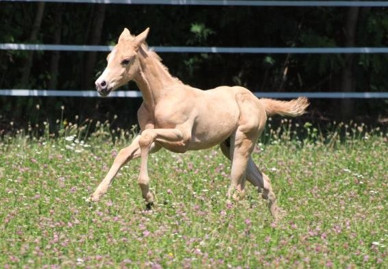 AQHA/APHA Hengstfohlen von Little Chex to Cash x Trashadeous