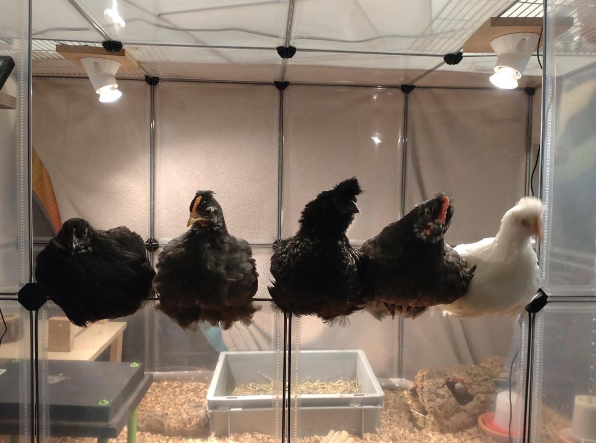 Hühner Gruppe, 9 Wochen alt suchen neues Zuhause