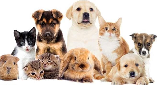 VERKAUF: Laufender Betrieb Haustierbetreuung in Embrach ZH