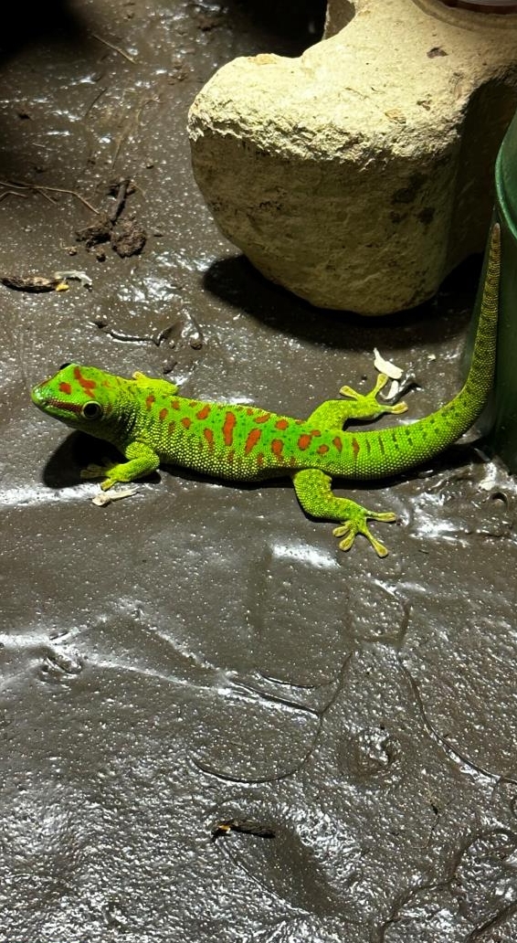 Phelsuma Grandis Jungtiere/Geschlechtsreife Nachzuchten