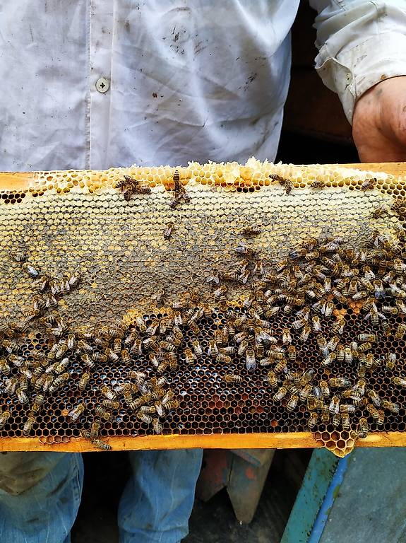 Arbeitsstelle: Imker, Imkerhelfer, Mitarbeiter (Bauernhof)