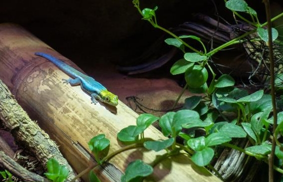 Blauer Bambus-Taggecko, Phelsuma klemmeri aus eigener Zucht