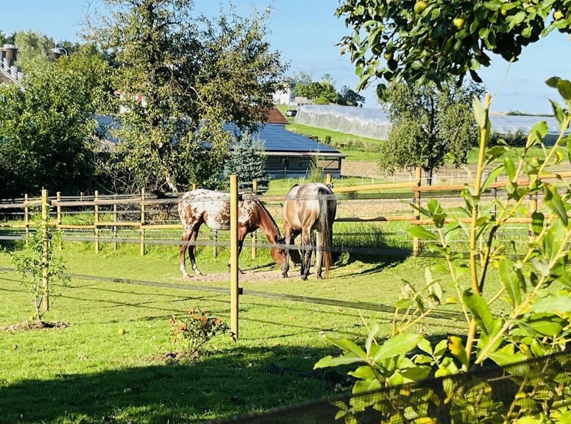 Suche die beste Stallfee für kleine Appaloosa-Bande