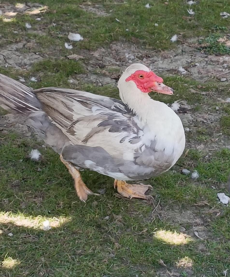 Stummenten Erpel, 2-jährig sucht ein Zuhause