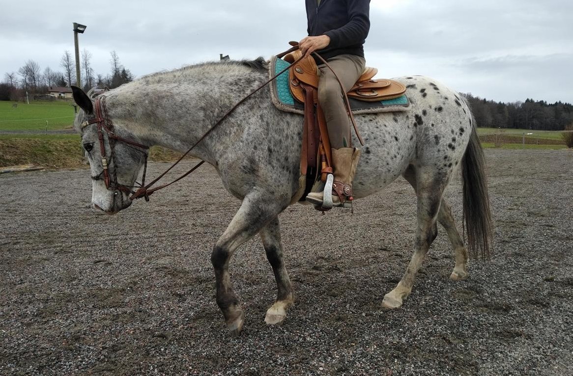Stall/Stallteil oder Scheune gesucht zur Selbstbewirtschaftung