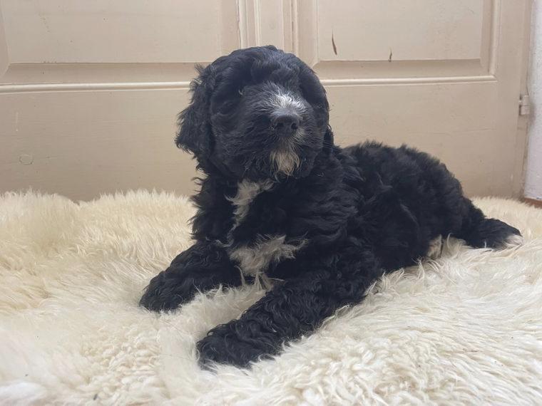 Tolle Bernedoodles-Nur noch ein Junge frei