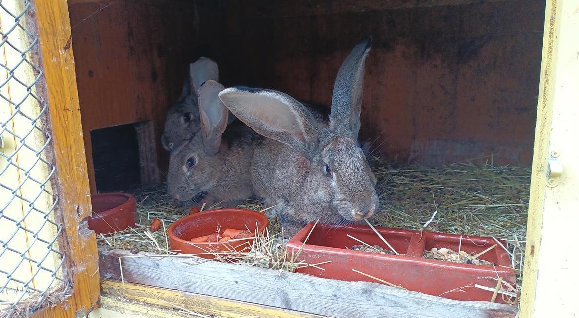 Belgische Riesen Kaninchen, Rammler, Farbe braun
