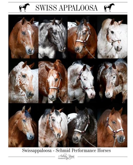 Wochenende Aushilfe in Westernstall in Algetshausen SG