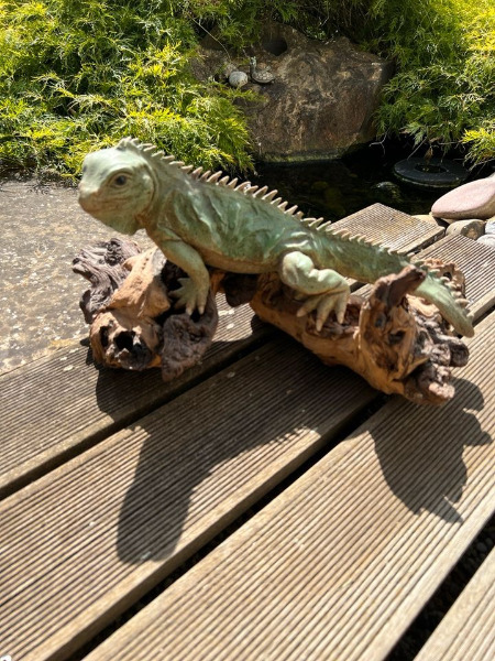 Brückenechse (Ophisaurus) zu verkaufen