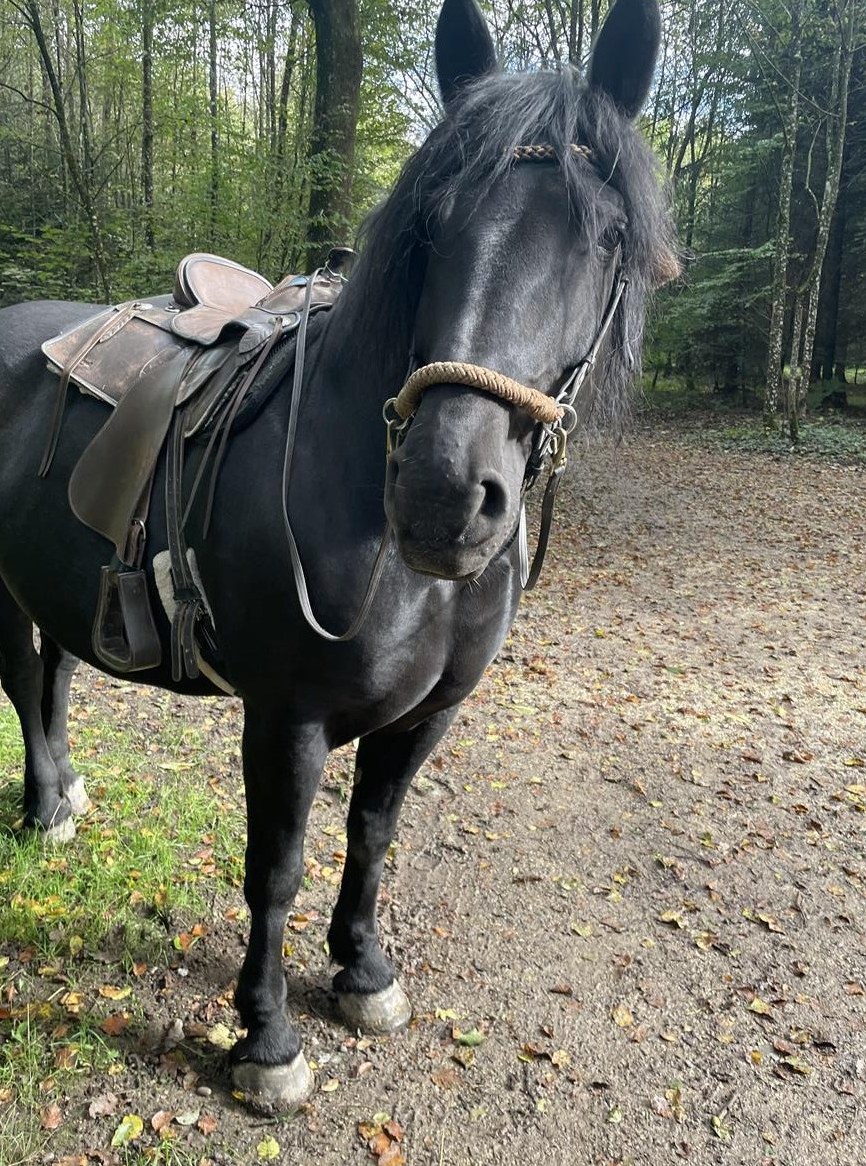 Schwarze Kaltblut Stute, 12-jährig