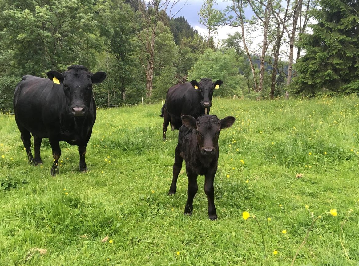 Natürlich hornlose Kühe & Rinder, Lowline x Dexter zu verkaufen