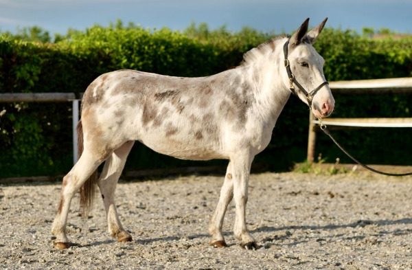 Bezaubernde Stute, Schecke, Muli, Maultier