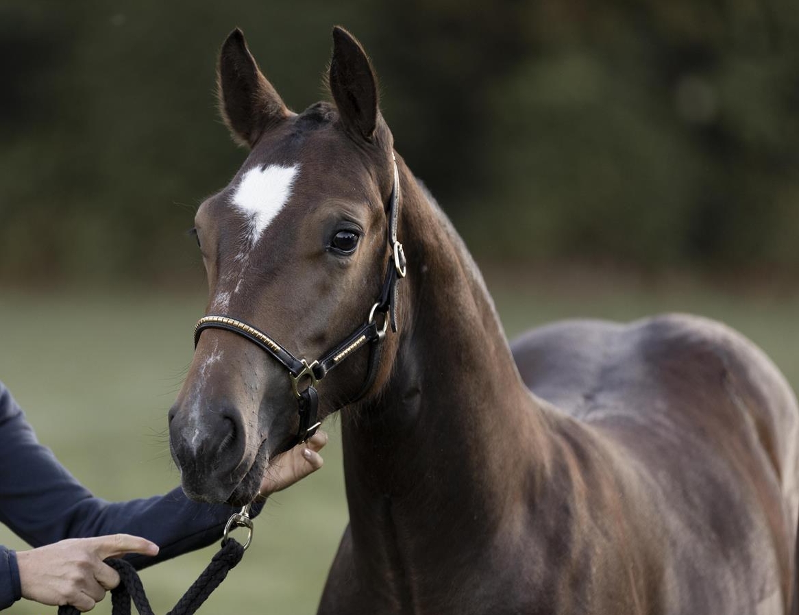Freiberger Stutfohlen Hailey v. Fürberg, 1-jährig zu verkaufen