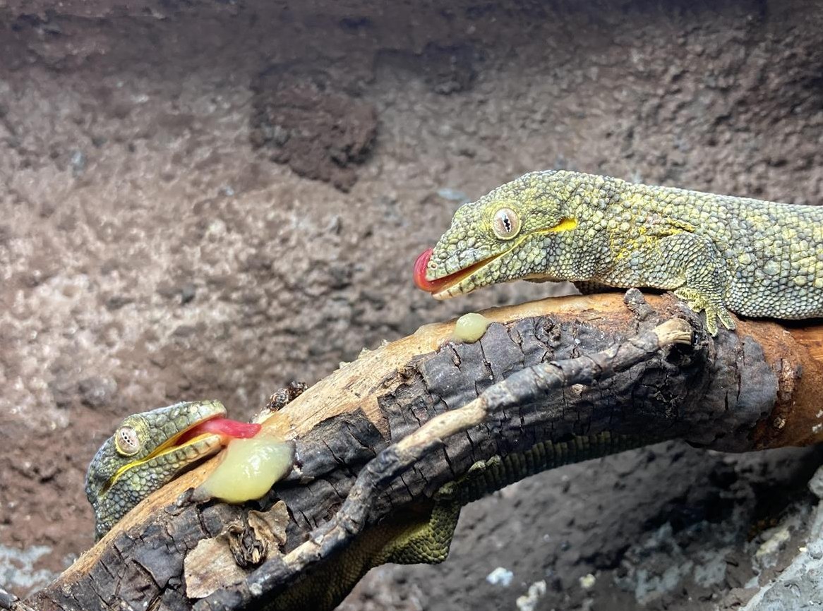 Eurydactylodes agricolae, Bauer"s Chamäleon Gecko