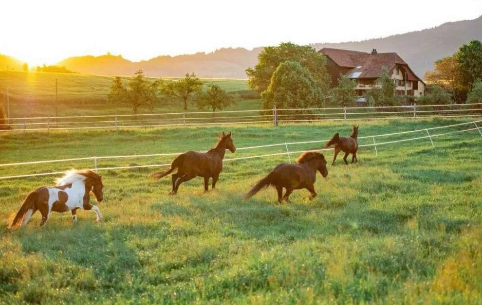 Stallhilfe gesucht, Längenbühl BE