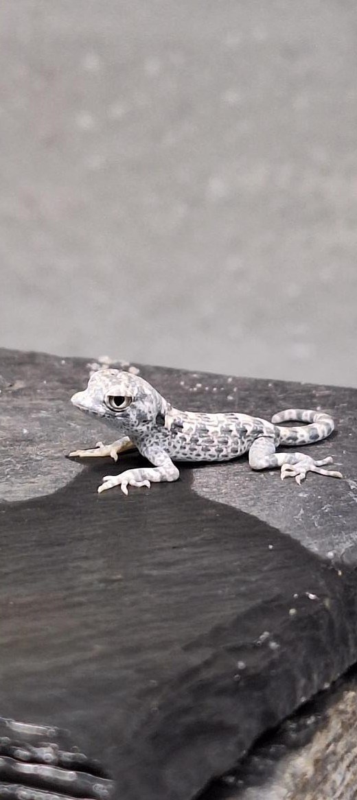 NZ Pristurus carteri masirah | Skorpionschwanzgeckos