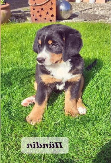 Swissydog (Schweizer x Berner) Welpen