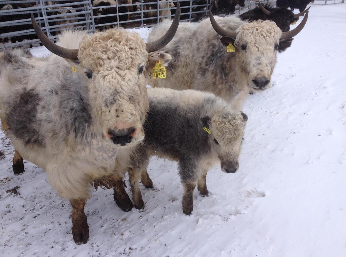 Yaks Kühe mit Kälber zu verkaufen
