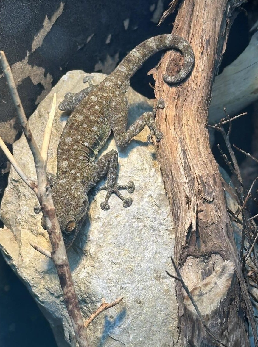 1.1 Ptyodactylus guttatus Paar, Fächerfinger-Gecko