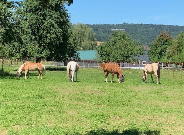 Platz frei für einen Wallach in 4er Gruppe im Aargau