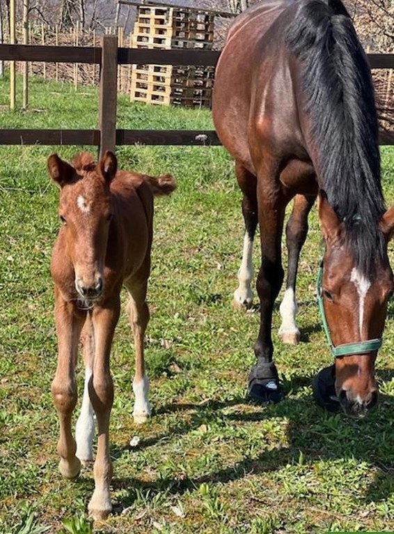 Job als Pferdepfleger/in, 100%