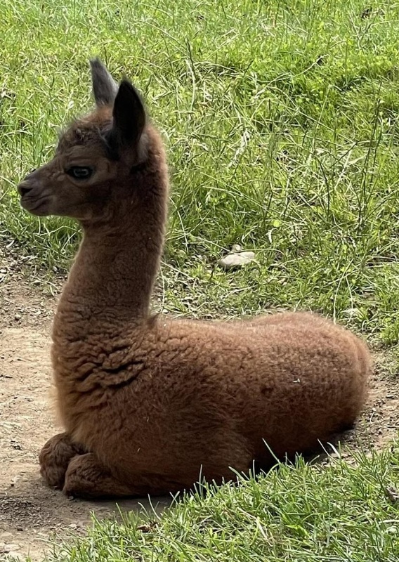3 Alpaka Stutfohlen zu verkaufen