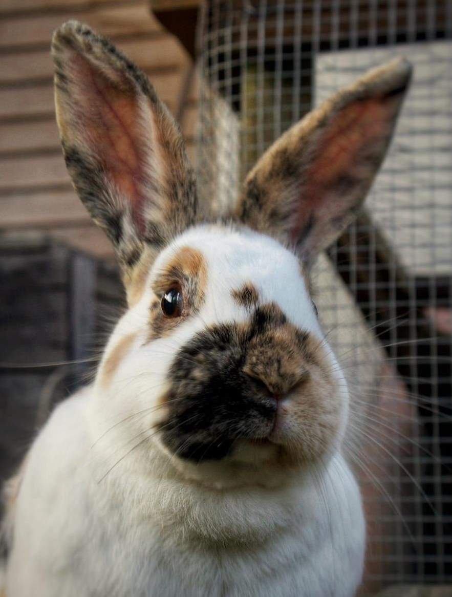 GRATIS: Älteres Kaninchen sucht neues Zuhause