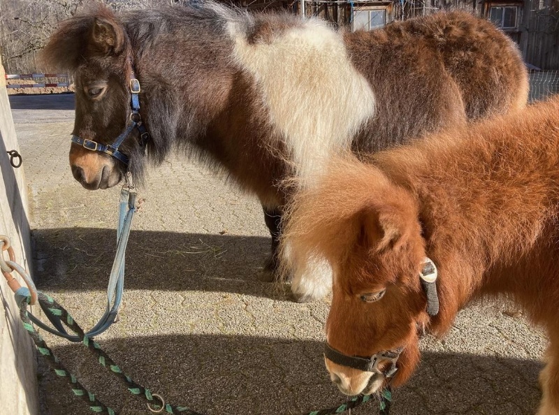 Kinderfreundliches Shetlandpony und Minishetty zu verkaufen