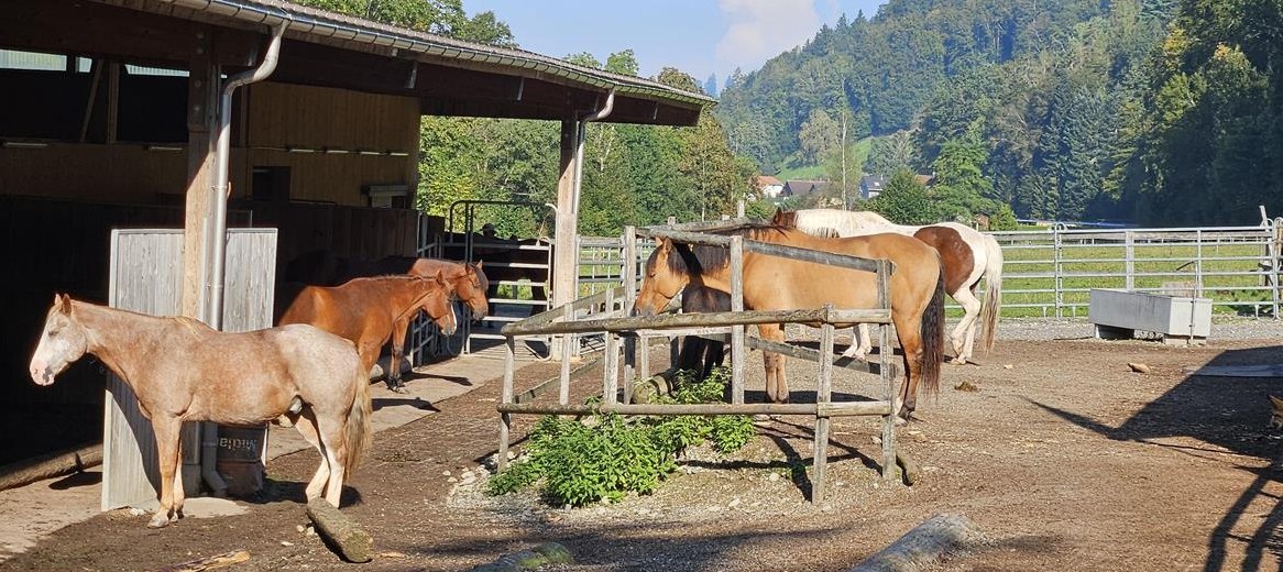 Suchen Stallhilfe im Stundenlohn in Schinznach-Dorf