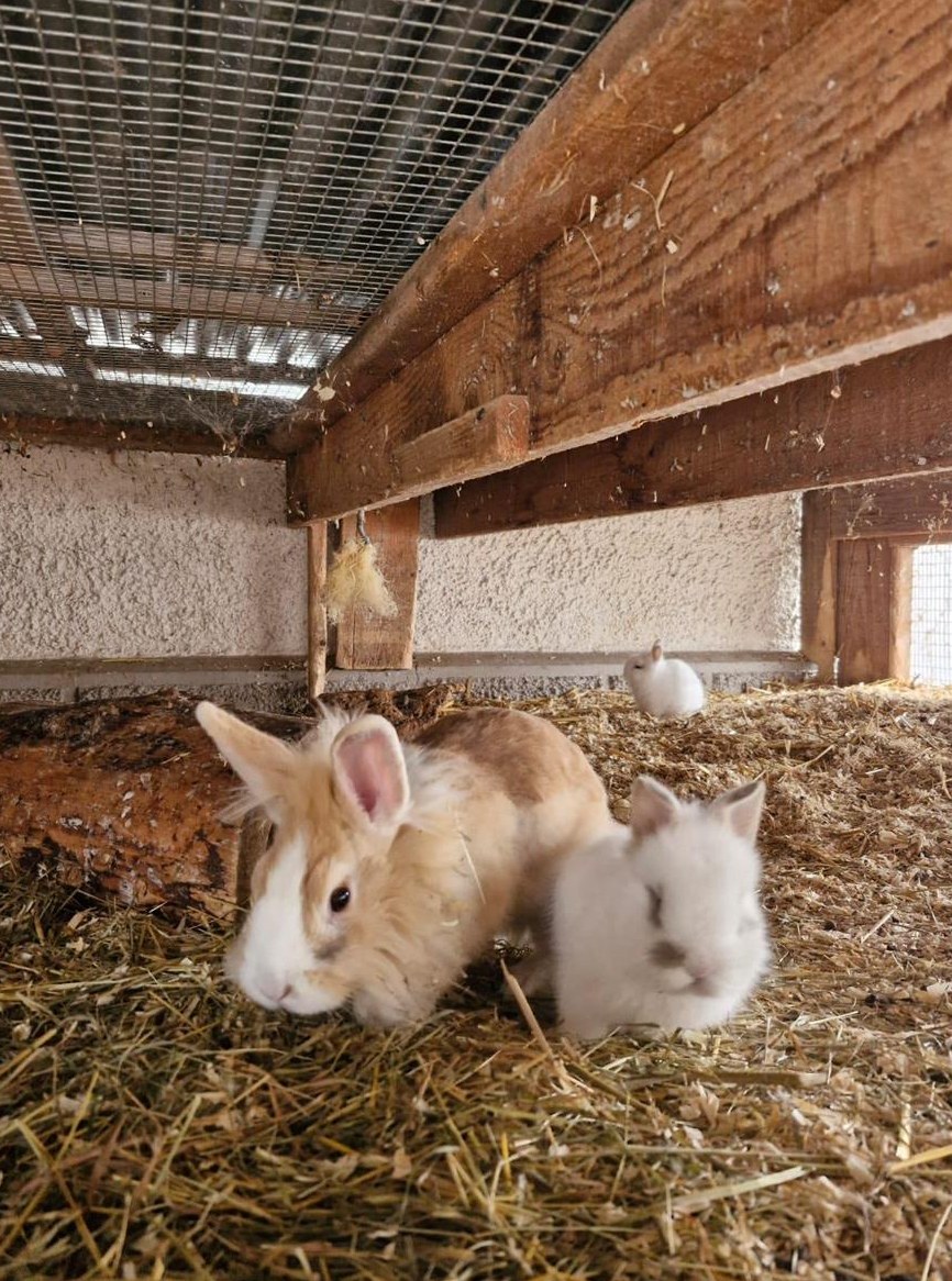 Löwenköpfli mix Zwergkaninchen