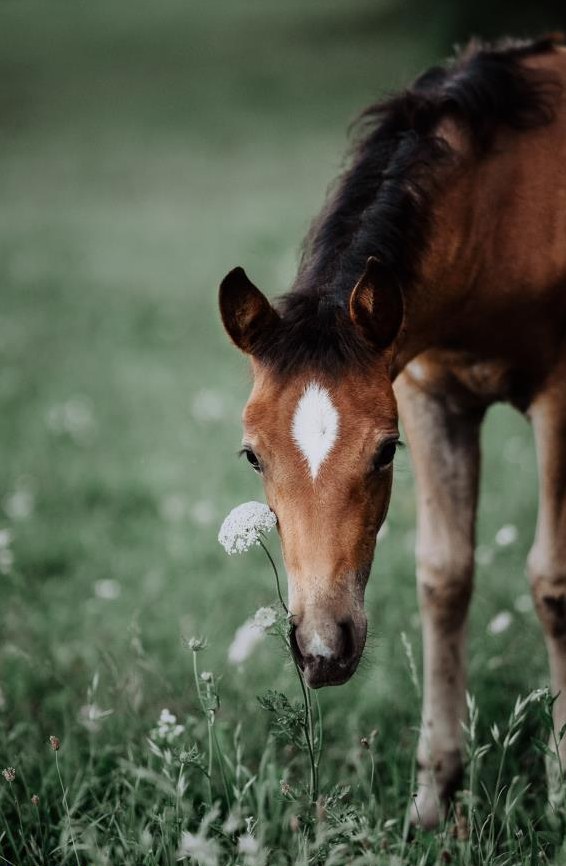 Criollo Fohlen als zukünftiger Freizeitpartner
