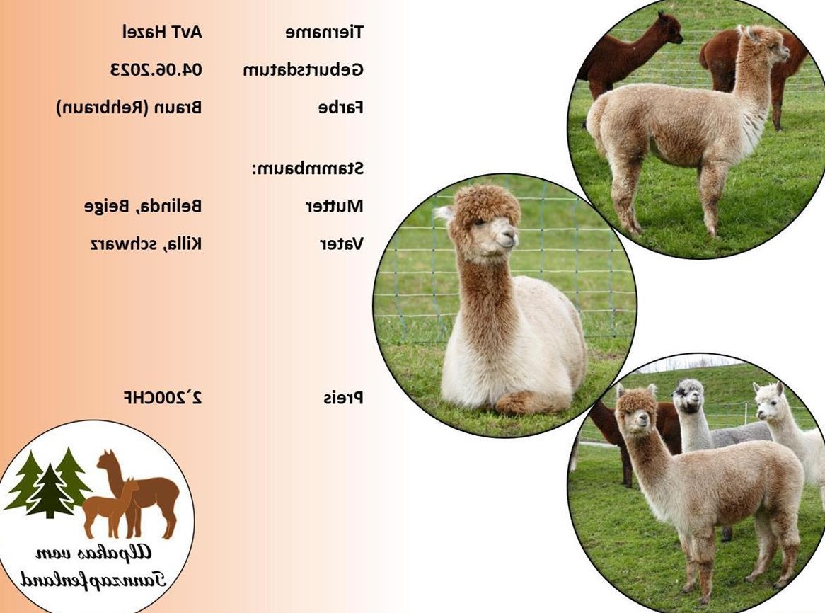 Alpaka Stute Hazel zu verkaufen