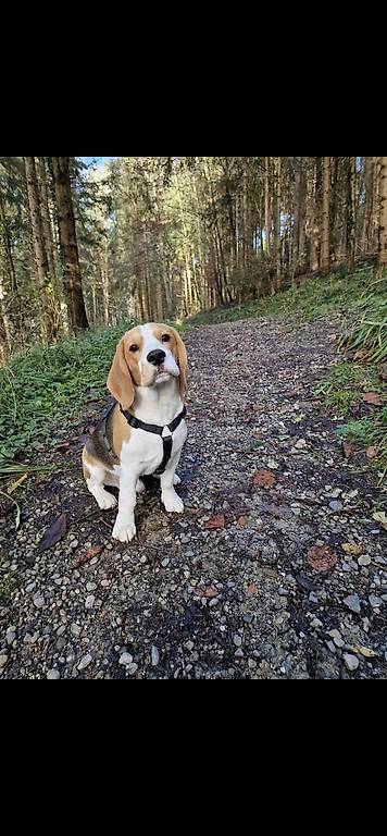 Hundesitter Dättwil