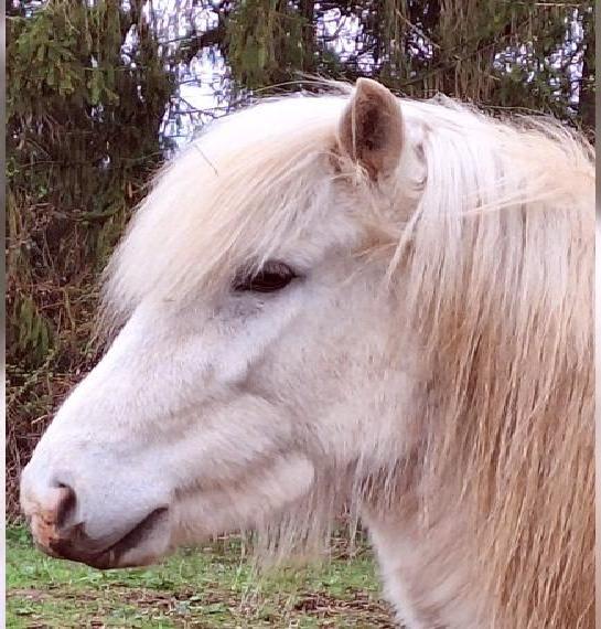 Isländer Stute Schecke Hellisabell