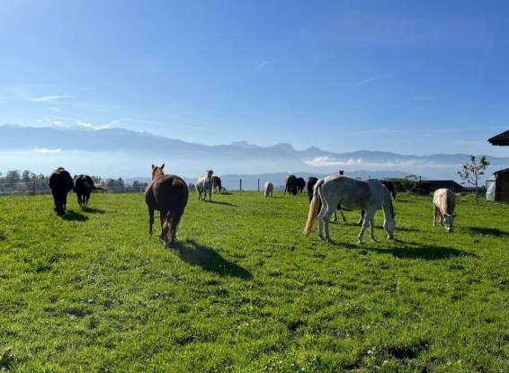 Pferdepark bietet Stelle als Working Student/ Praktikum - Reitkunst