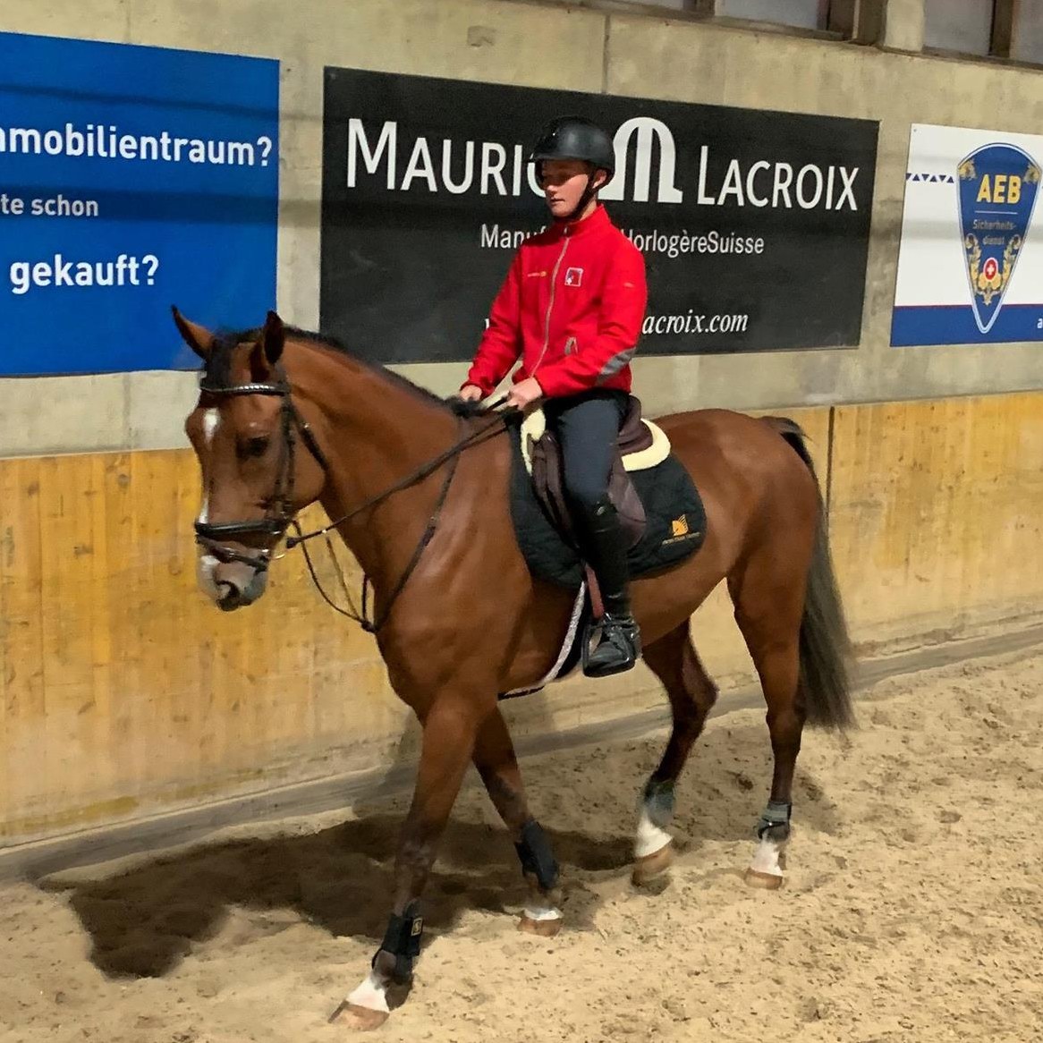 13-jähriger Wallach günstig als Freizeit-/Beistellpferd