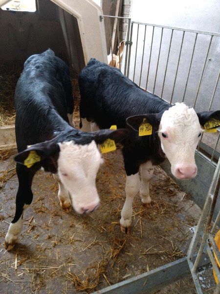 8 Bioland Kreuzungskälber, Fleckvieh x Schwarzbunt