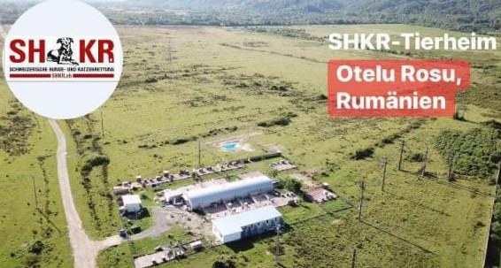 SHKR sucht CO-Tierheimleitung für Tierheim in Rumänien
