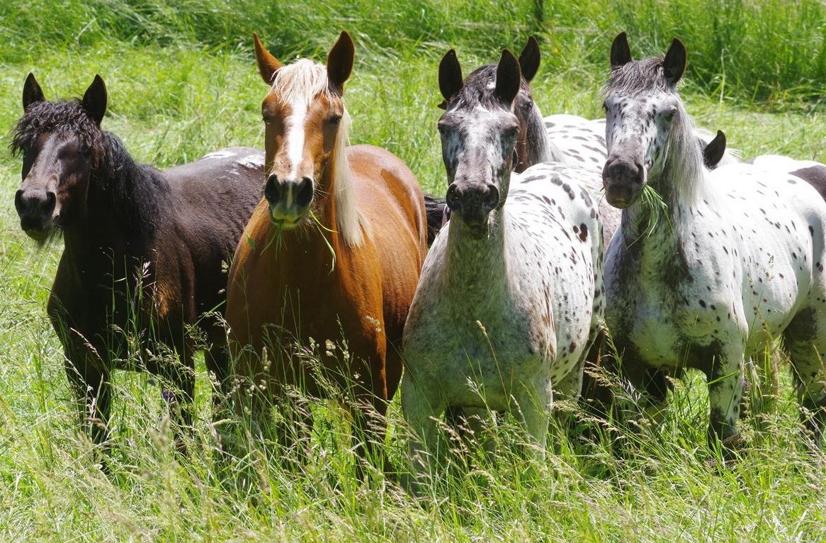 Noriker Fohlen zu verkaufen