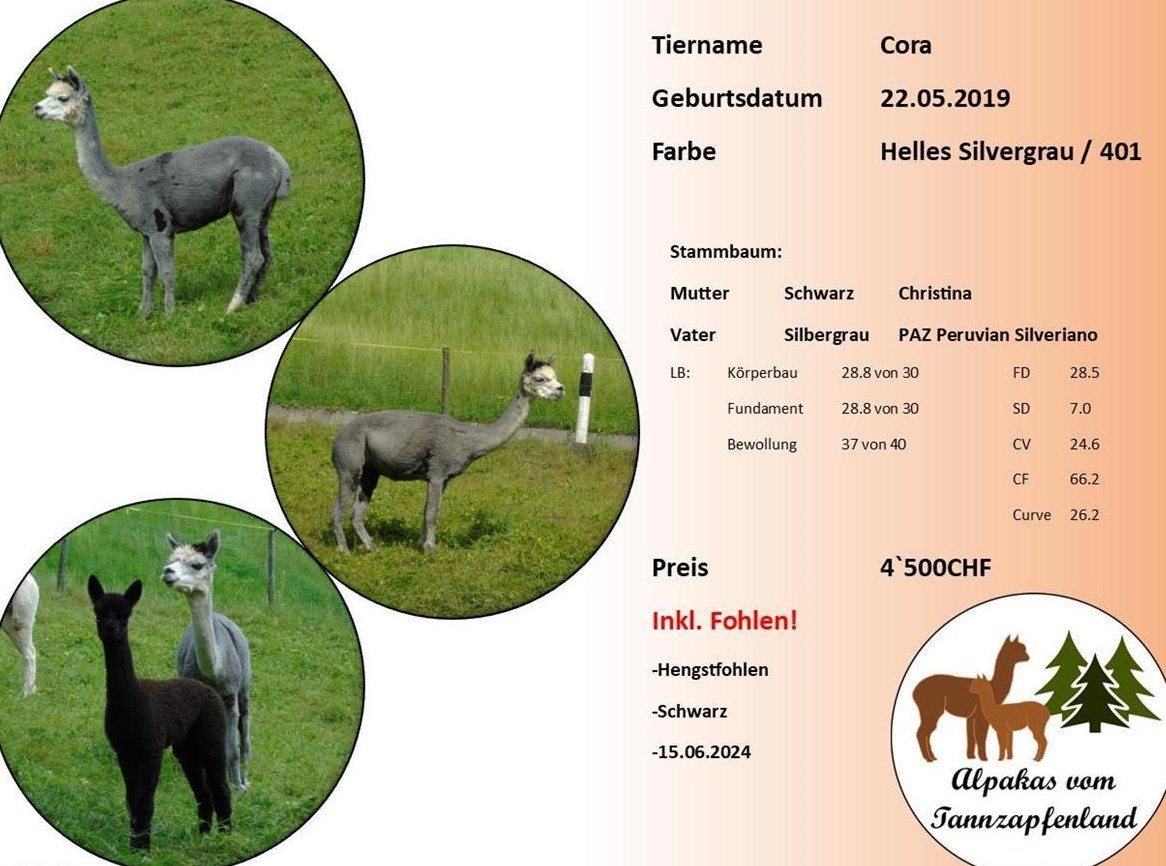 Alpaka Stute Cora grau mit Hengstfohlen
