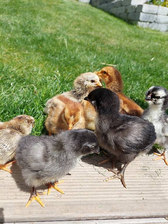 Zwerghühner Küken