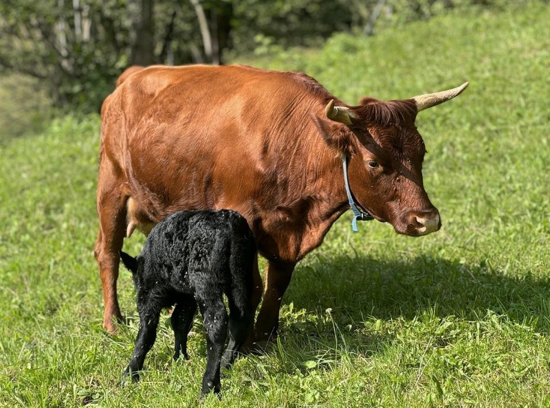 Mutterkühe mit Kälber + 1 Rind zu verkaufen