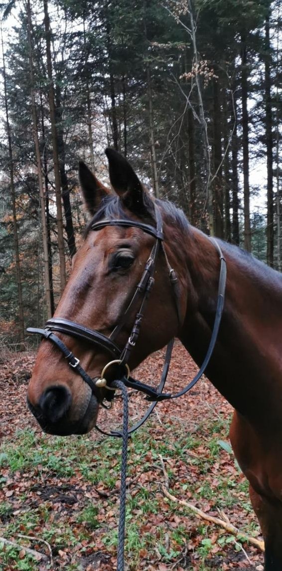 Praktikum auf Pony & Pferdehof im Oberaargau ab 1. August