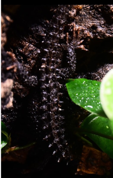 Tribolonotus Gracilis 0.0.1