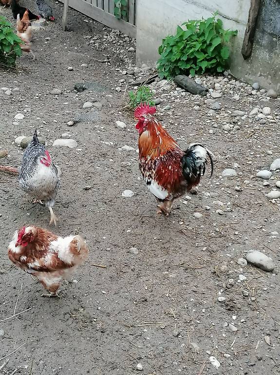 Hühner zu verkaufen